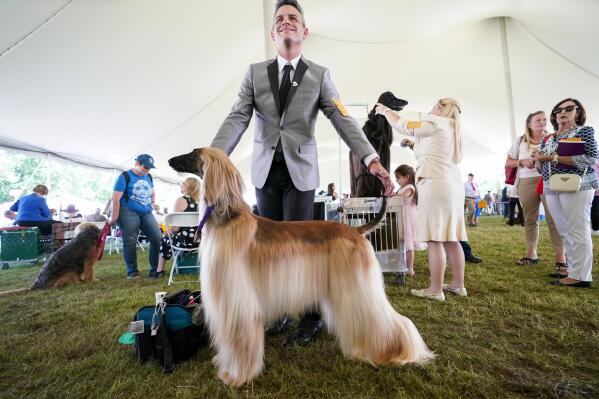 Westminster dog show hounds online